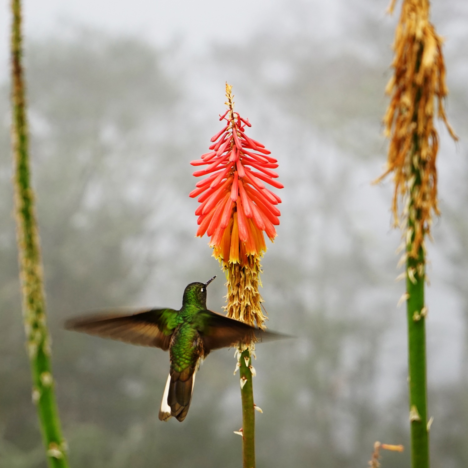 Colibri LaYira Tayrona
