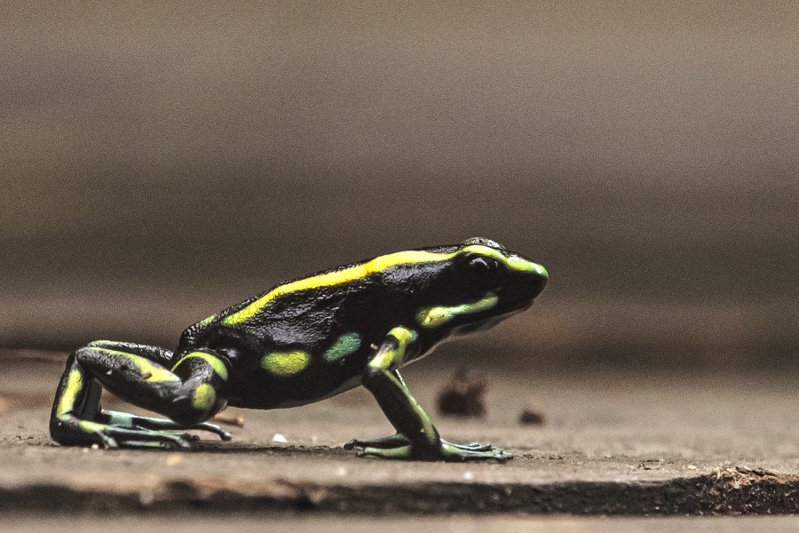 frog small